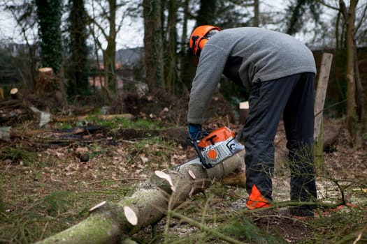 a spruce is processed into firewood in a forest with a chainsaw