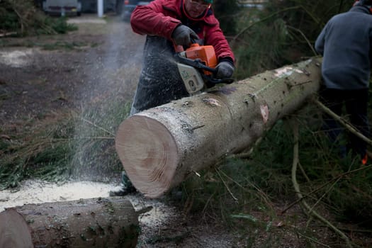 a spruce is processed into firewood in a forest with a chainsaw