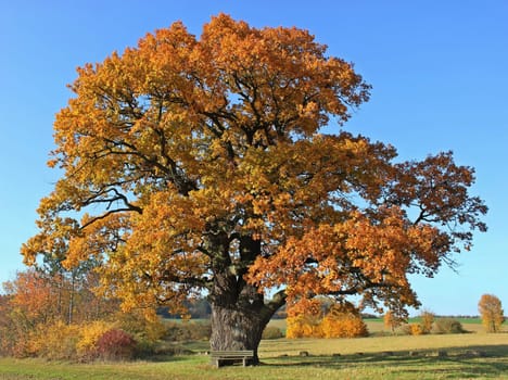 The court oak in Breuna in autumn colouring