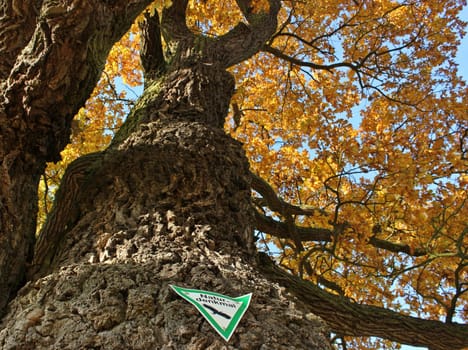 The court oak in Breuna in autumn colouring