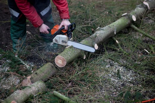 a spruce is processed into firewood in a forest with a chainsaw