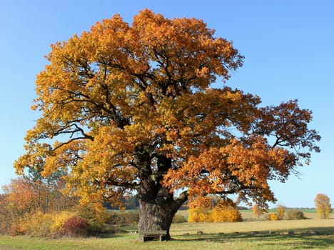 The court oak in Breuna in autumn colouring