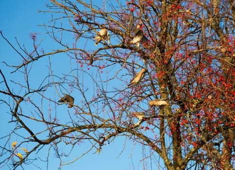 Waxwings Eating Berries from Tree.