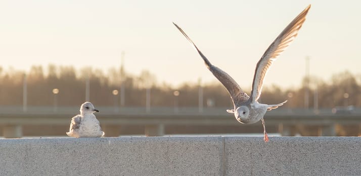 Young Seagull Taking Off and the other one watching.