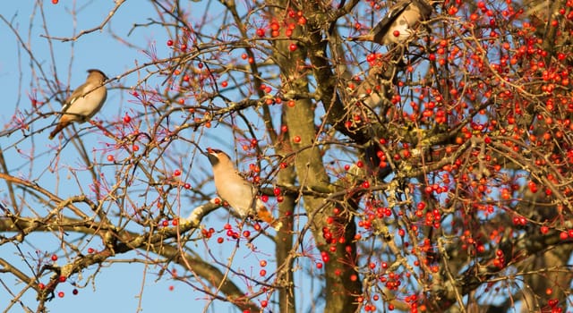 Waxwing (bird) eating
