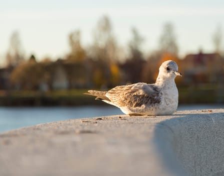 Young Seagull Resting on stone structure.