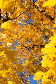 Inside Maple Tree in Autumn. Yellow Leaves and clear blue sky.