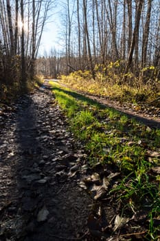 Rural Road in The Woods in autumn.