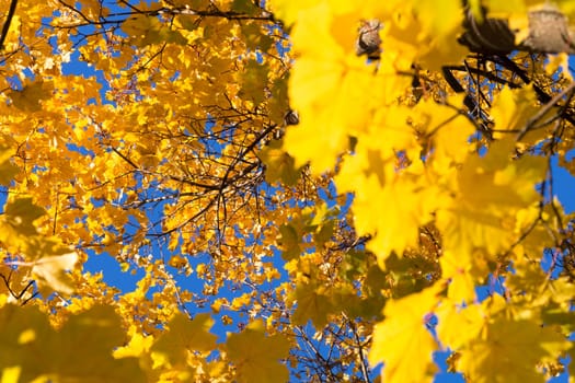 Inside Maple Tree in Autumn. Very yellow leaves with clear blue sky.
