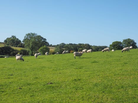 Flock of sheep in the English countryside in Tanworth in Arden Warwickshire, UK