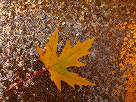 Maple leaf - Autumn
