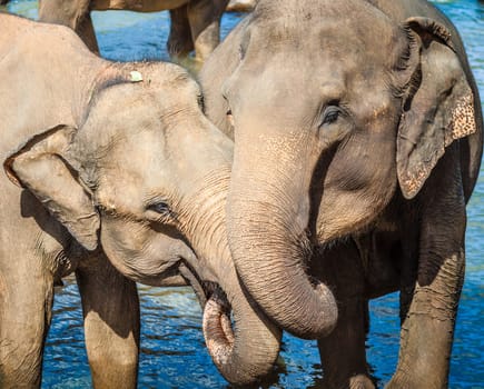 Elephants bathing in a river
