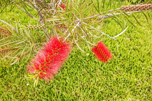 bottle brush tree (Callistemon) - red blossom flowers