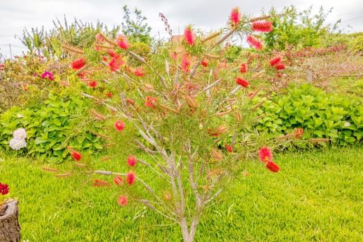 bottle brush tree (Callistemon) - red blossom flowers