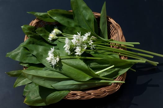Baerlauch  Allium  ursinum