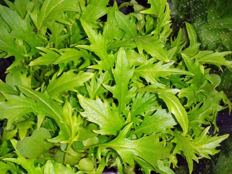 Asia-Salat  Asia
