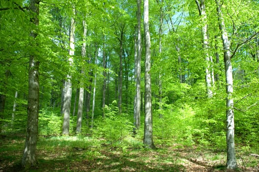 Buchenwald, Wald, Fruehjahr
