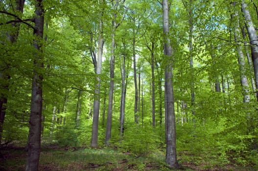 Buchenwald, Wald, Fruehjahr