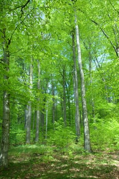 Buchenwald, Wald, Fruehjahr