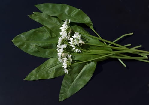 Baerlauch  Allium  ursinum
