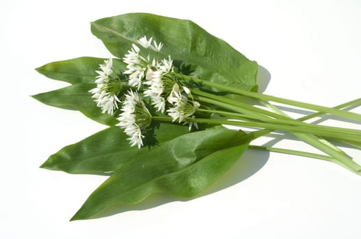 Baerlauch  Allium  ursinum