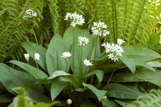 Baerlauch  Allium  ursinum