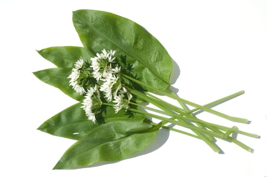 Baerlauch  Allium  ursinum