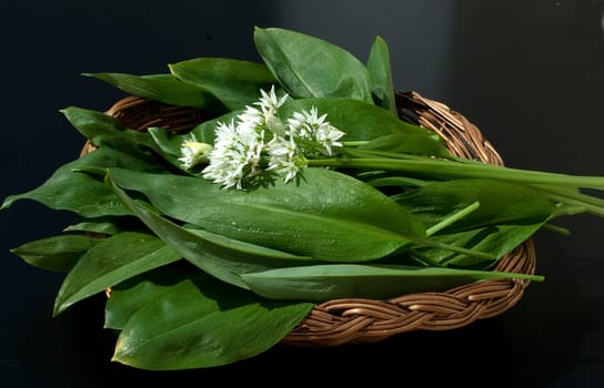 Baerlauch  Allium  ursinum
