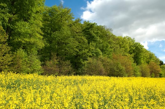 Beech Forest,Forest,Early Year