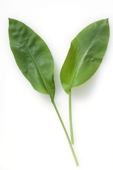 Baerlauch  Allium  ursinum