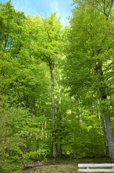 Buchenwald, Wald, Fruehjahr