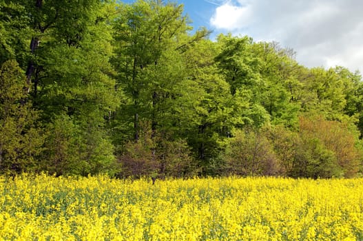 Beech Forest,Forest,Early Year
