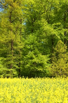 Beech Forest,Forest,Early Year