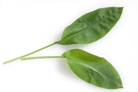 Baerlauch  Allium  ursinum