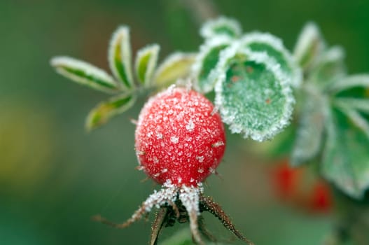 Hagebutten  Rauhreif  raureif  beeren