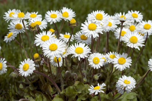 Gaensebluemchen  Bellis  Perennis