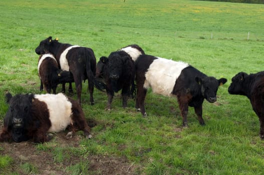 Galloway-Sattelrind, Belted, Galloway