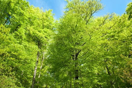 Buchenwald, Wald, Fruehjahr