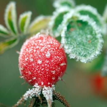 Hagebutten  Rauhreif  raureif  beeren
