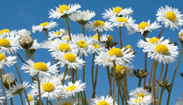 Gaensebluemchen  Bellis  Perennis