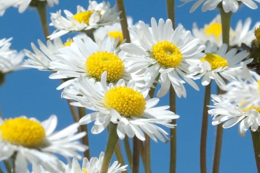 Gaensebluemchen  Bellis  Perennis