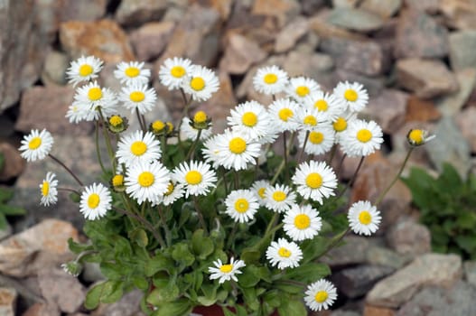 Gaensebluemchen  Bellis  Perennis