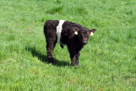 Galloway-Sattelrind, Belted, Galloway