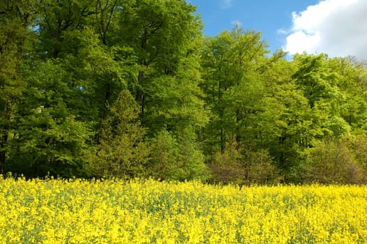 Beech Forest,Forest,Early Year