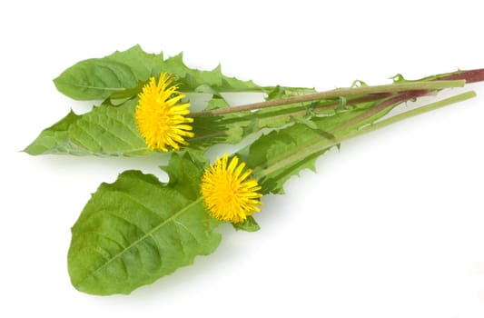 Loewenzahn  Loewenzahnbluete, Taraxacum