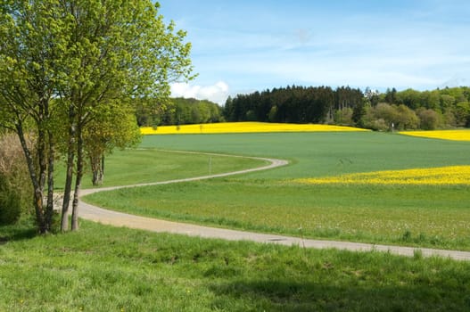 Rapsfeld, fruehling