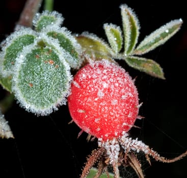 Hagebutten  Rauhreif  raureif  beeren