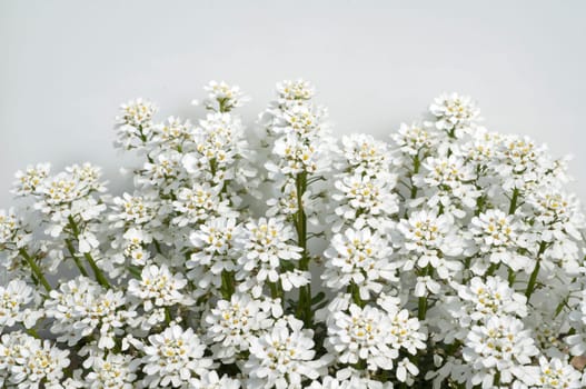 Schleifenblume, Iberis, sempervierens