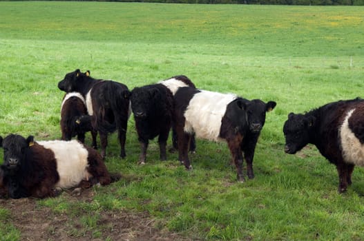 Galloway-Sattelrind, Belted, Galloway