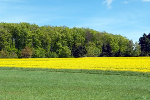 Rapsfeld, fruehling
